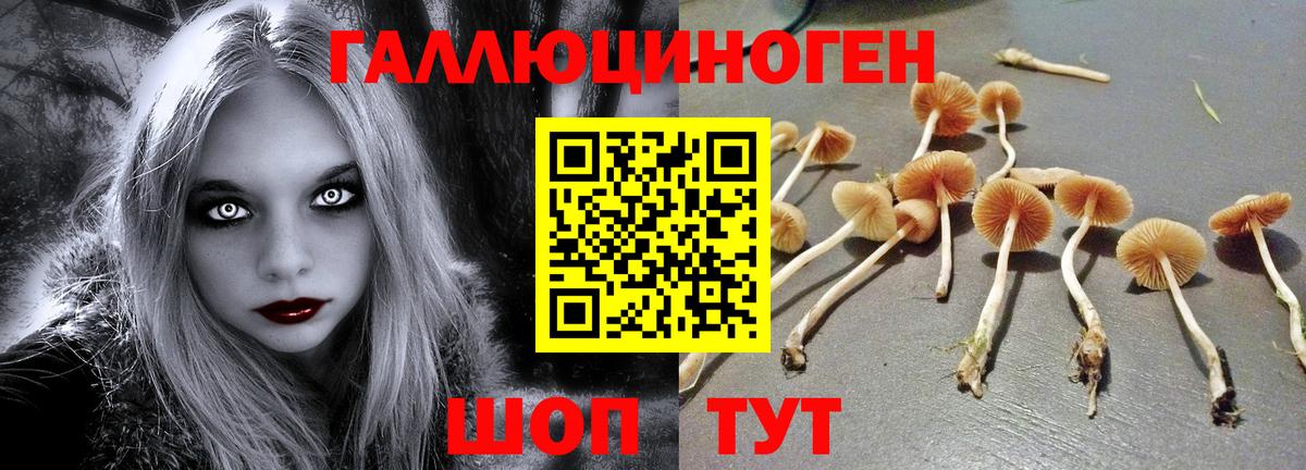 Псилоцибиновые грибы GOLDEN TEACHER Карасук